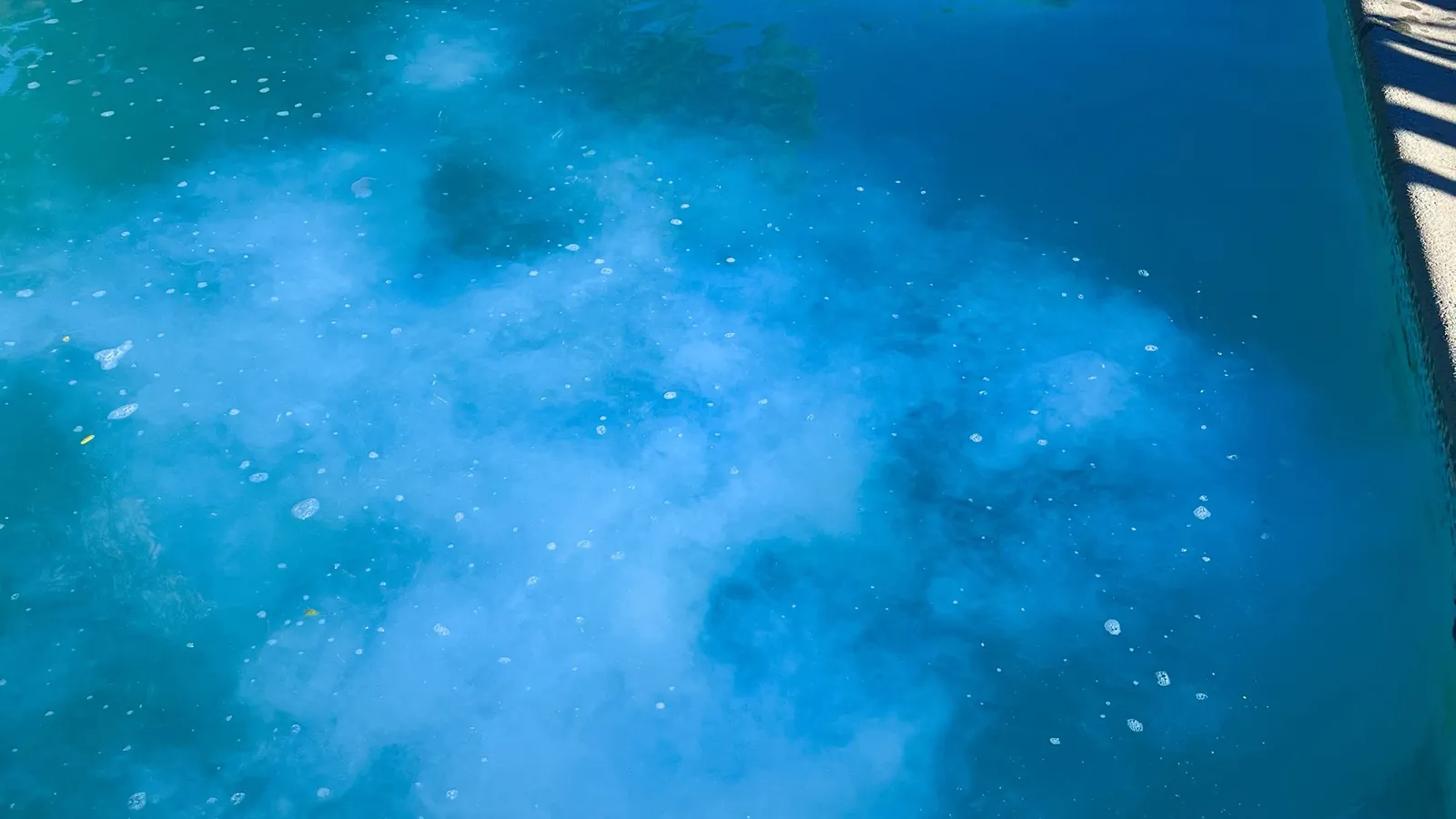 Cloudy swimming pool water in a San Fernando Valley backyard pool
